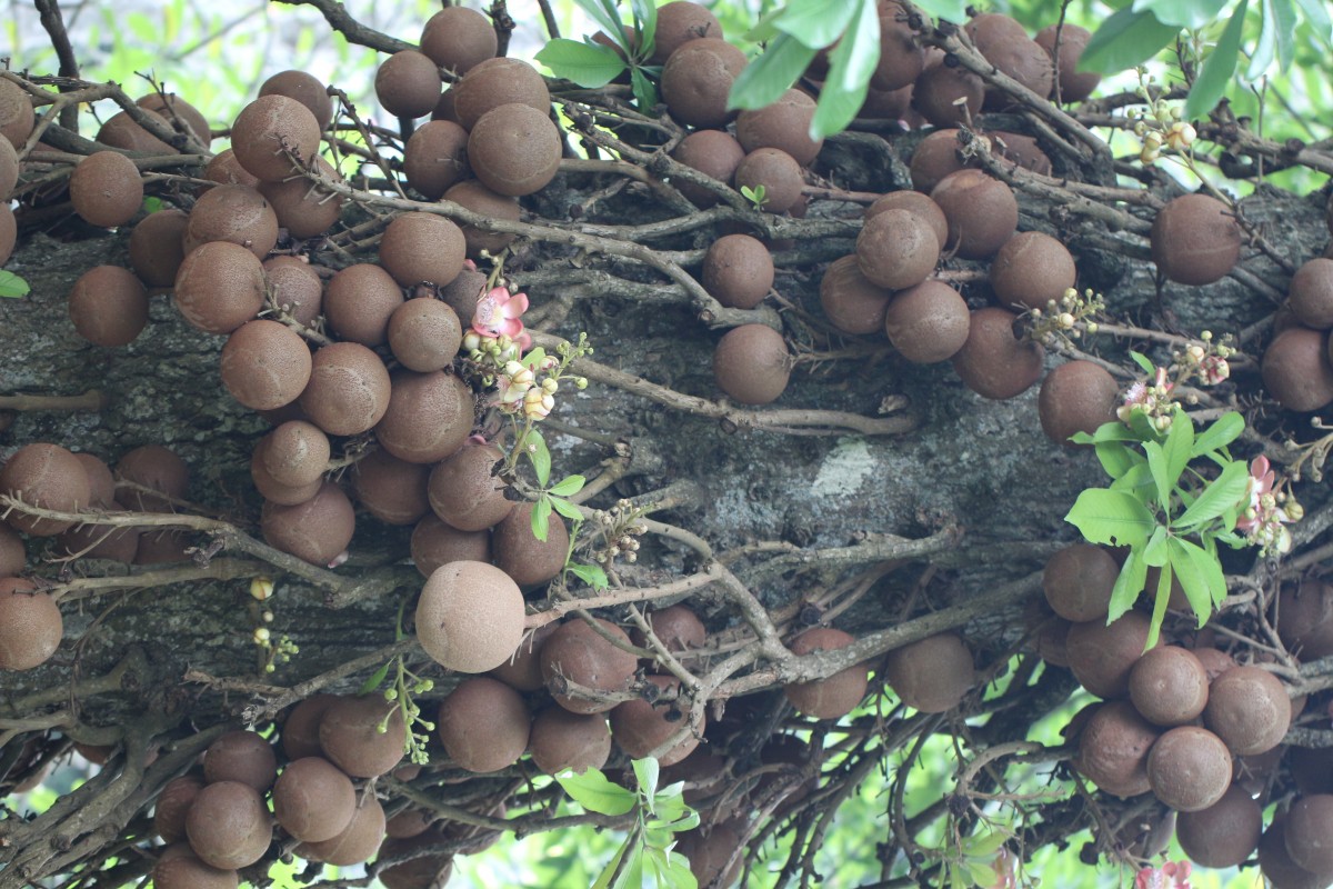 Couroupita guianensis Aubl.